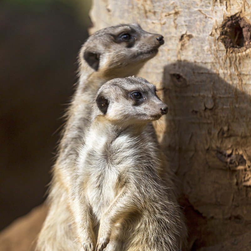 Loro Parque Tenerife Suricatas